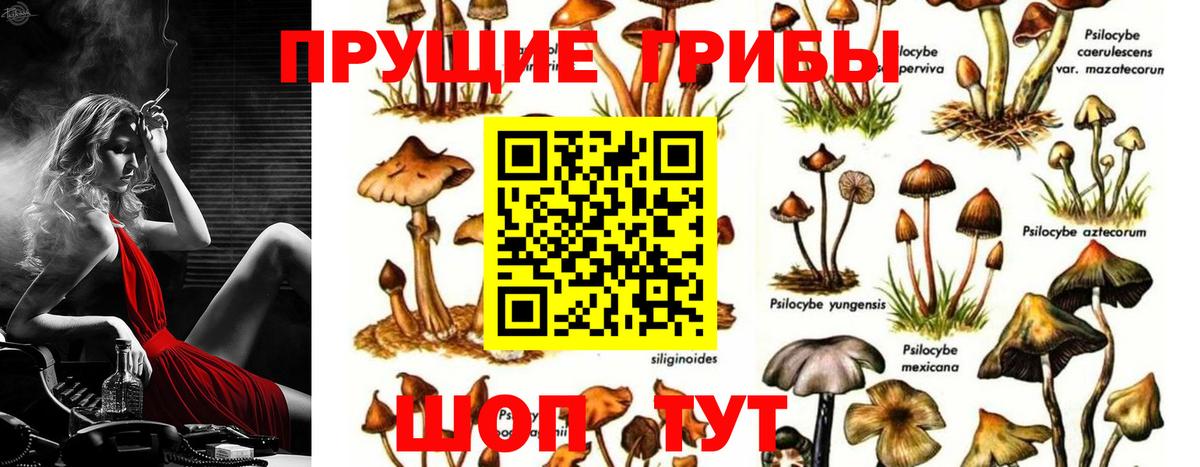 Псилоцибиновые грибы Psilocybine cubensis  Псилоцибиновые грибы прущие грибы  Вход с VPN  Котельники 